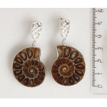 Серьги из аммонита, раковина в разрезе, швензы посеребрение