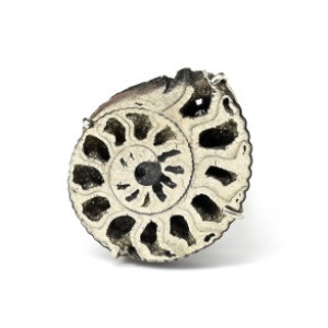 Кольцос аммонитом 27*32мм