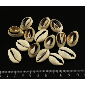 Ракушка для рукоделия сквозная, цвет бежевый