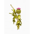 Брошь «Чертополох» растение, зелёно-розовый, цвет золотистый Брошь «Чертополох» растение, зелёно-розовый, цвет золотистый